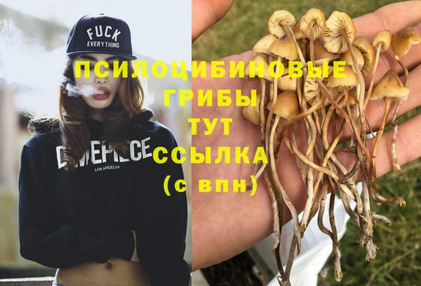 ГАЛЛЮЦИНОГЕННЫЕ ГРИБЫ Аркадак
